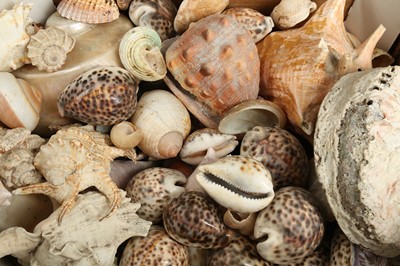 Lot 274 - A COLLECTION OF SEASHELLS