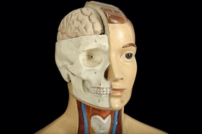 Lot 127 - A 1940'S-50'S MALE ANATOMICAL MODEL