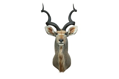 Lot 205 - A TAXIDERMY GREATER KUDU SHOULDER MOUNT