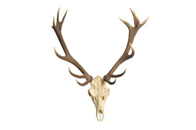 Lot 217 - A RED DEER SKULL AND ANTLERS, FOURTEEN POINTS