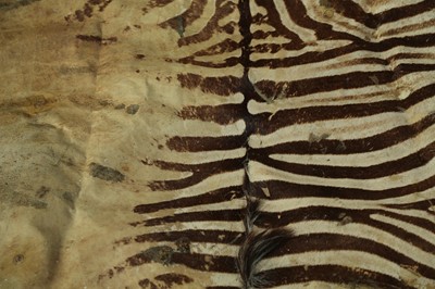 Lot 212 - A FULL ZEBRA SKIN