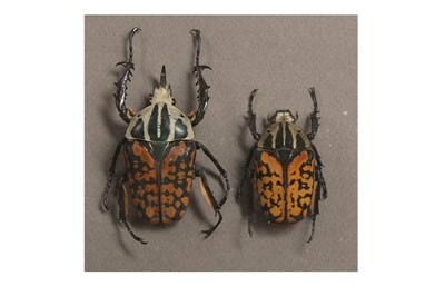 Lot 248 - TWO CASED GOLIATH BEETLES