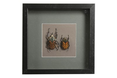 Lot 248 - TWO CASED GOLIATH BEETLES