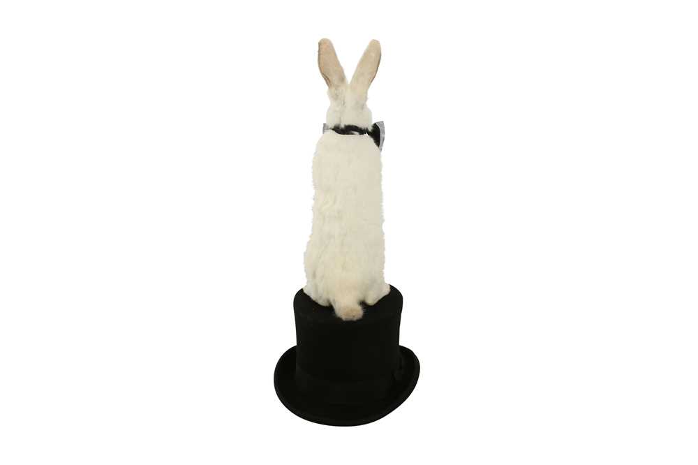 Lot 228 - TAXIDERMY: WHITE RABBIT WEARING BOW TIE ON