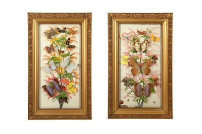Lot 229 - TAXIDERMY/ ENTOMOLOGY: A PAIR OF VINTAGE BUTTERFLY DISPLAYS, MID 20TH CENTURY