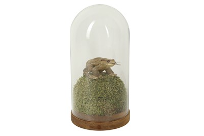 Lot 231 - TAXIDERMY: COMMON TOAD (BUFO BUFO) WITH FLY IN MOUTH, LATE 20TH CENTURY
