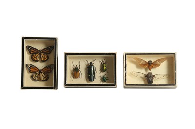 Lot 232 - TAXIDERMY/ ENTOMOLOGY: GROUP OF VICTORIAN EX MUSEUM SPECIMEN GLASS TOPPED BOXES CONTAINING ENTOMOLOGY (INSECTS), EARLY 20TH CENTURY