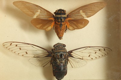 Lot 232 - TAXIDERMY/ ENTOMOLOGY: GROUP OF VICTORIAN EX MUSEUM SPECIMEN GLASS TOPPED BOXES CONTAINING ENTOMOLOGY (INSECTS), EARLY 20TH CENTURY