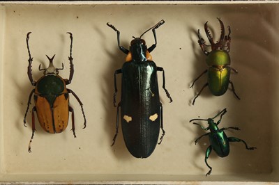 Lot 232 - TAXIDERMY/ ENTOMOLOGY: GROUP OF VICTORIAN EX MUSEUM SPECIMEN GLASS TOPPED BOXES CONTAINING ENTOMOLOGY (INSECTS), EARLY 20TH CENTURY