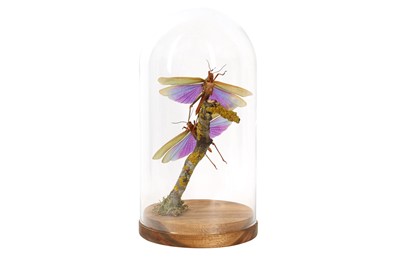 Lot 235 - TAXIDERMY/ ENTOMOLOGY: A PAIR OF GIANT PURPLE GRASSHOPPERS(TITINACRIS ALBIPES) IN DOME