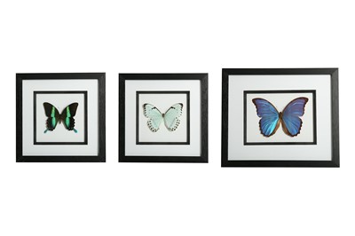 Lot 239 - TAXIDERMY/ ENTOMOLOGY: COLLECTION OF FRAMED BUTTERFLIES