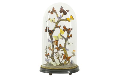 Lot 240 - TAXIDERMY / ENTOMOLOGY: SPECTACULAR DISPLAY OF ENGLISH BUTTERFLIES IN DOME