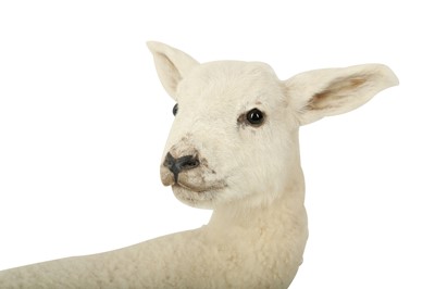 Lot 241 - TAXIDERMY: LAYING SPRING LAMB