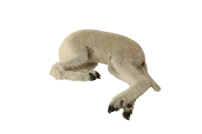 Lot 241 - TAXIDERMY: LAYING SPRING LAMB