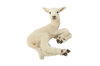 Lot 241 - TAXIDERMY: LAYING SPRING LAMB