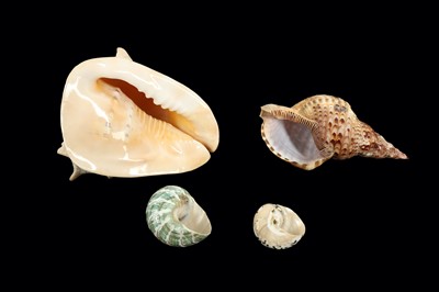 Lot 242 - COLLECTION OF LARGE EXOTIC SEA SHELLS