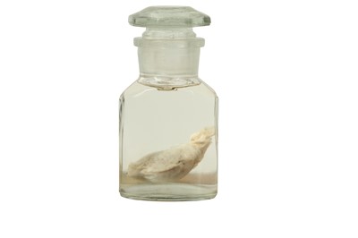 Lot 243 - TAXIDERMY WET SPECIMEN: ALPACA TESTICLE TOGETHER WITH BOOK ENTITLED ‘CONSERVING’