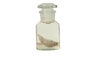 Lot 243 - TAXIDERMY WET SPECIMEN: ALPACA TESTICLE TOGETHER WITH BOOK ENTITLED ‘CONSERVING’