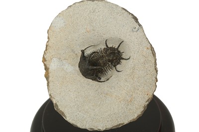Lot 247 - FOSSIL: A CERATARGES TRILOBITE IN GLASS DOME, DENOVIAN AGE~340 MILLION YEARS OLD