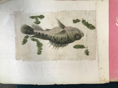 Lot 424 - A CHINESE ALBUM OF SIX PITH PAPER PAINTINGS OF FISH AND INSECTS.