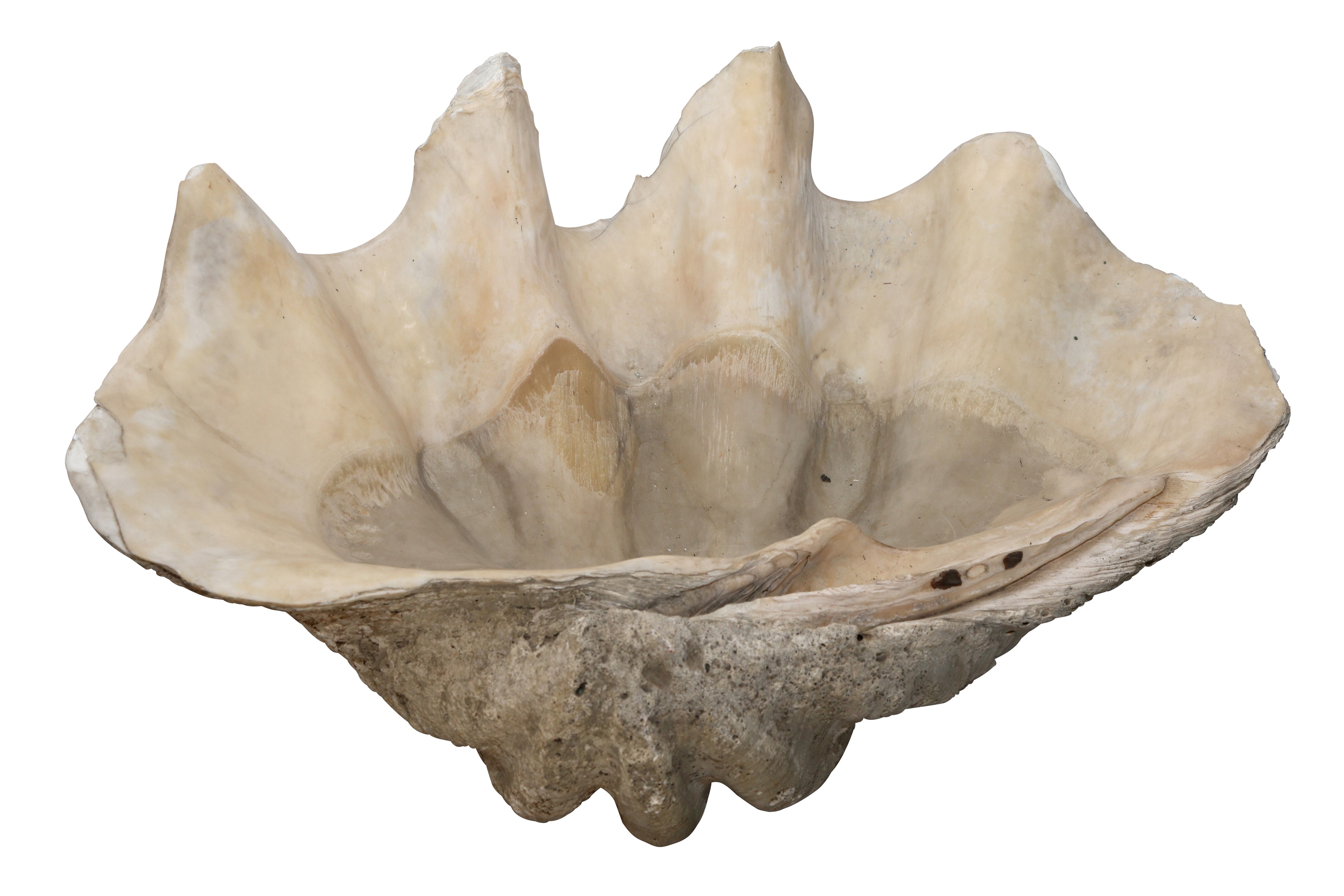 Clam Shell Window Giant Clam Shell Open