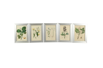 Lot 456 - A COLLECTION OF TWELVE BOTANTICAL PRINTS OF FLOWERS, 19TH CENTURY