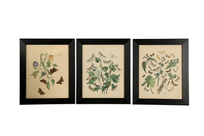 Lot 458 - A COLLECTION OF TWELVE PRINTED AND COLOURED PLATES OF BUTTERFLIES, 19TH CENTURY