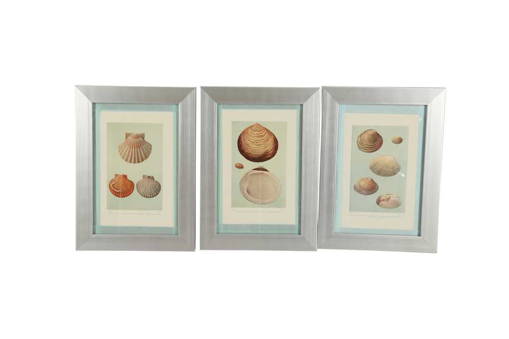 Lot 459 - A COLLECTION OF SIXTEEN LITHOGRAPHIC PLATES OF SHELLS, 20TH CENTURY