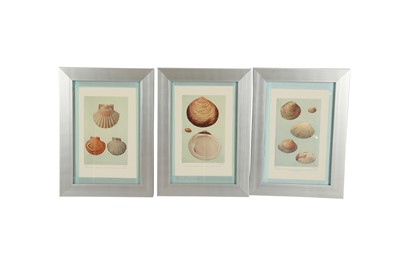 Lot 459 - A COLLECTION OF SIXTEEN LITHOGRAPHIC PLATES OF SHELLS, 20TH CENTURY