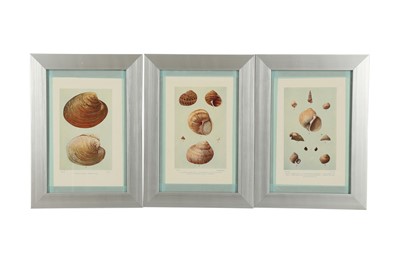 Lot 459 - A COLLECTION OF SIXTEEN LITHOGRAPHIC PLATES OF SHELLS, 20TH CENTURY
