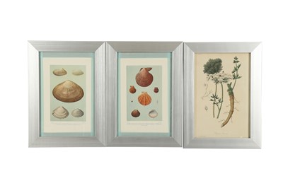 Lot 459 - A COLLECTION OF SIXTEEN LITHOGRAPHIC PLATES OF SHELLS, 20TH CENTURY