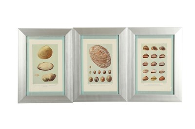 Lot 459 - A COLLECTION OF SIXTEEN LITHOGRAPHIC PLATES OF SHELLS, 20TH CENTURY