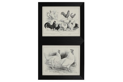 Lot 460 - A COLLECTION OF TWELVE BLACK AND WHITE LITHOGRAPHIC PRINTS OF POULTRY, EARLY 20TH CENTURY