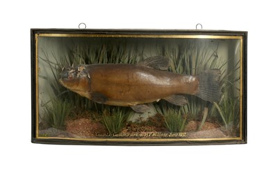 Lot 266 - TAXIDERMY:  A CASED TENCH, EARLY 20TH CENTURY