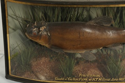 Lot 266 - TAXIDERMY:  A CASED TENCH, EARLY 20TH CENTURY