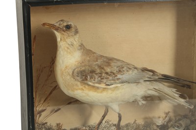Lot 265 - TAXIDERMY: A BLACK HEADED GULL, 19TH CENTURY
