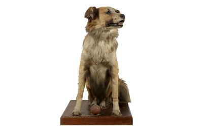 Lot 262 - TAXIDERMY: A SEATED DOG