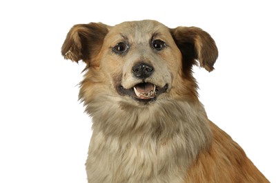 Lot 262 - TAXIDERMY: A SEATED DOG