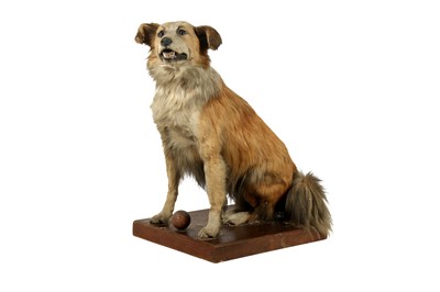 Lot 262 - TAXIDERMY: A SEATED DOG