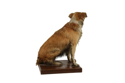 Lot 262 - TAXIDERMY: A SEATED DOG