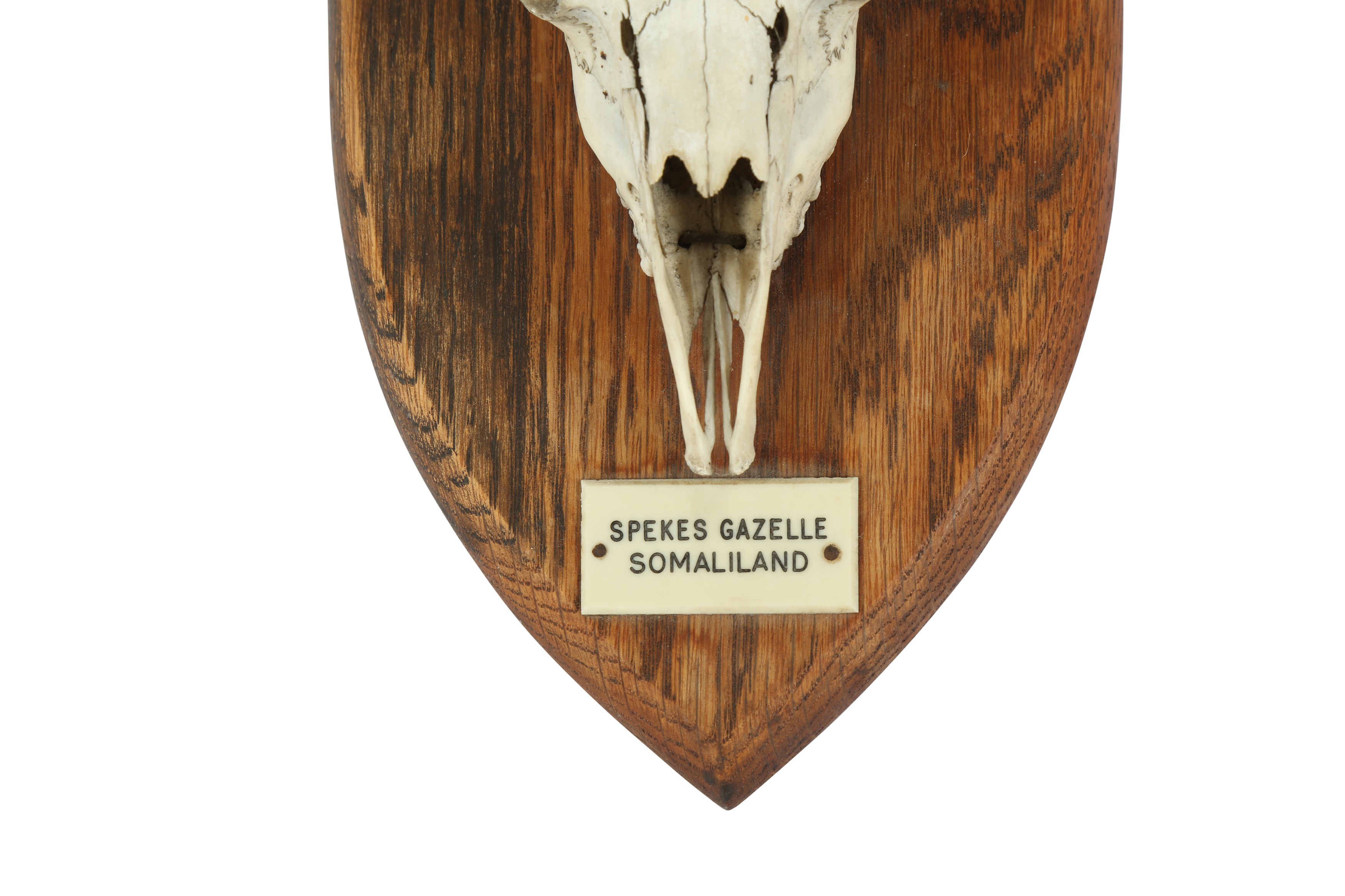 Lot 270 - TAXIDERMY: A PAIR OF HUNTING TROPHY SKULLS