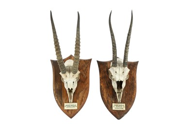 Lot 270 - TAXIDERMY: A PAIR OF HUNTING TROPHY SKULLS AND HORNS, (SPEKES GAZELLE)