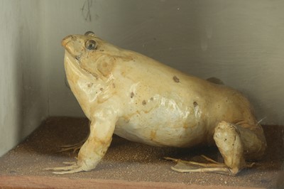 Lot 267 - TAXIDERMY: A BULL FROG