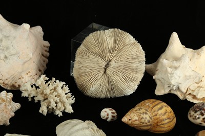 Lot 273 - TWO CONCH SHELLS