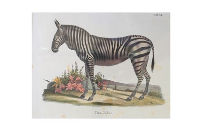 Lot 1585 - Natural History.- A collection of 87 prints