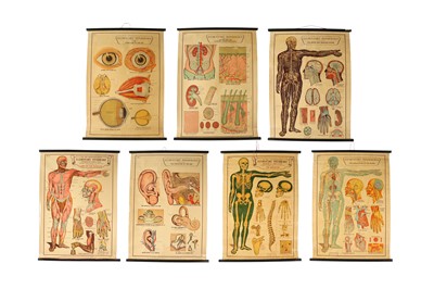 Lot 367 - A SET OF SEVEN MID 20TH CENTURY ANATOMICAL POSTERS