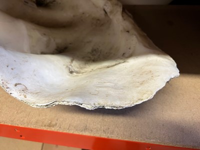Lot 135 - A PAIR OF GIANT CLAM SHELLS (TRIDACNA GIGAS)