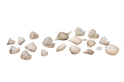 Lot 138 - A COLLECTION OF NINETEEN GIANT SEA SHELLS
