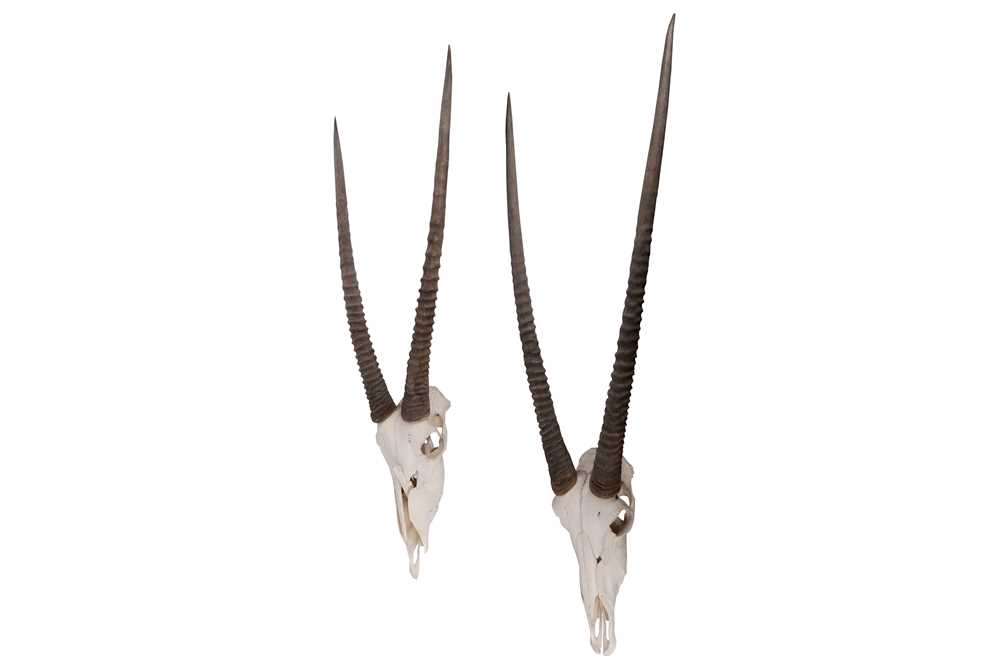 Lot 552 - A PAIR OF LARGE GEMSBOK SKULLS AND HORNS