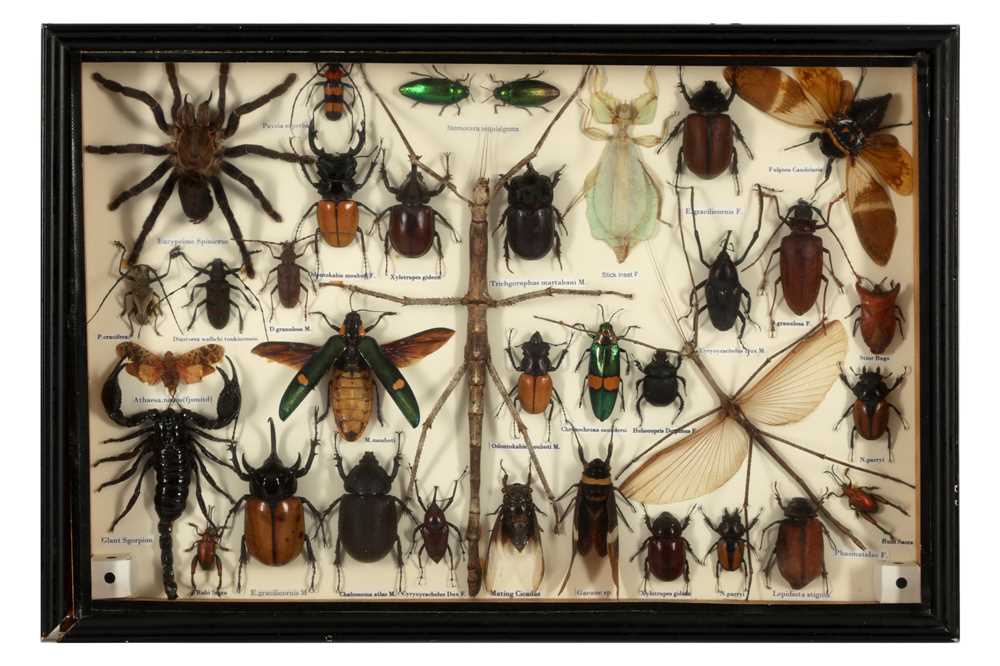 Beatle Insect Collection Lot 553 - A COLLECTION OF INSECTS AND BEETLES, 20TH